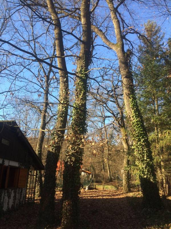 eladó  Építési telek, Kismaros
