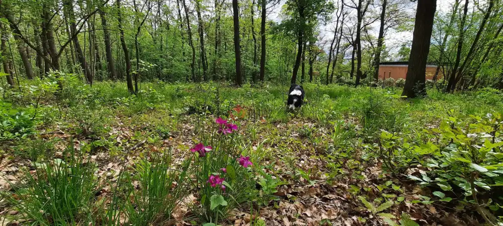 Pest megye - Kismaros