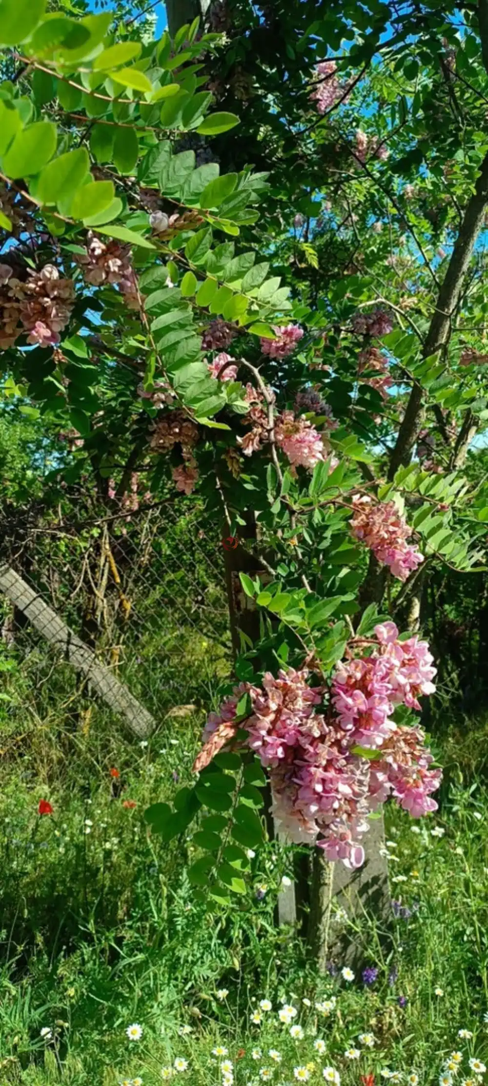 Bács-Kiskun megye - Kunpeszér