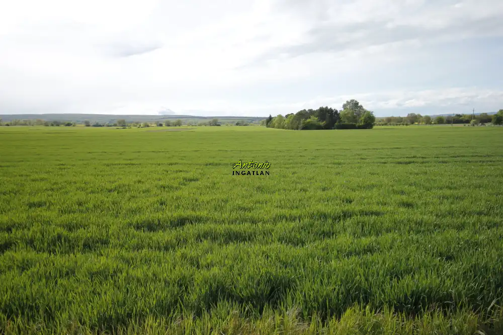 Győr-Moson-Sopron megye - Sopron