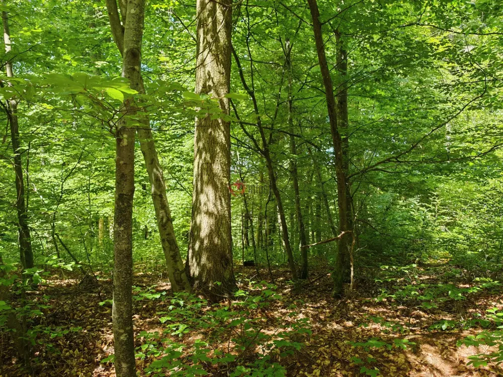 Vas megye - Felsőszölnök