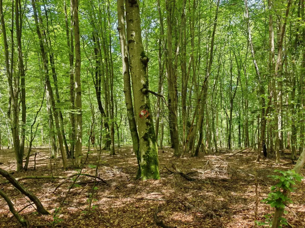 Vas megye - Felsőszölnök