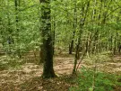 Vas megye - Felsőszölnök