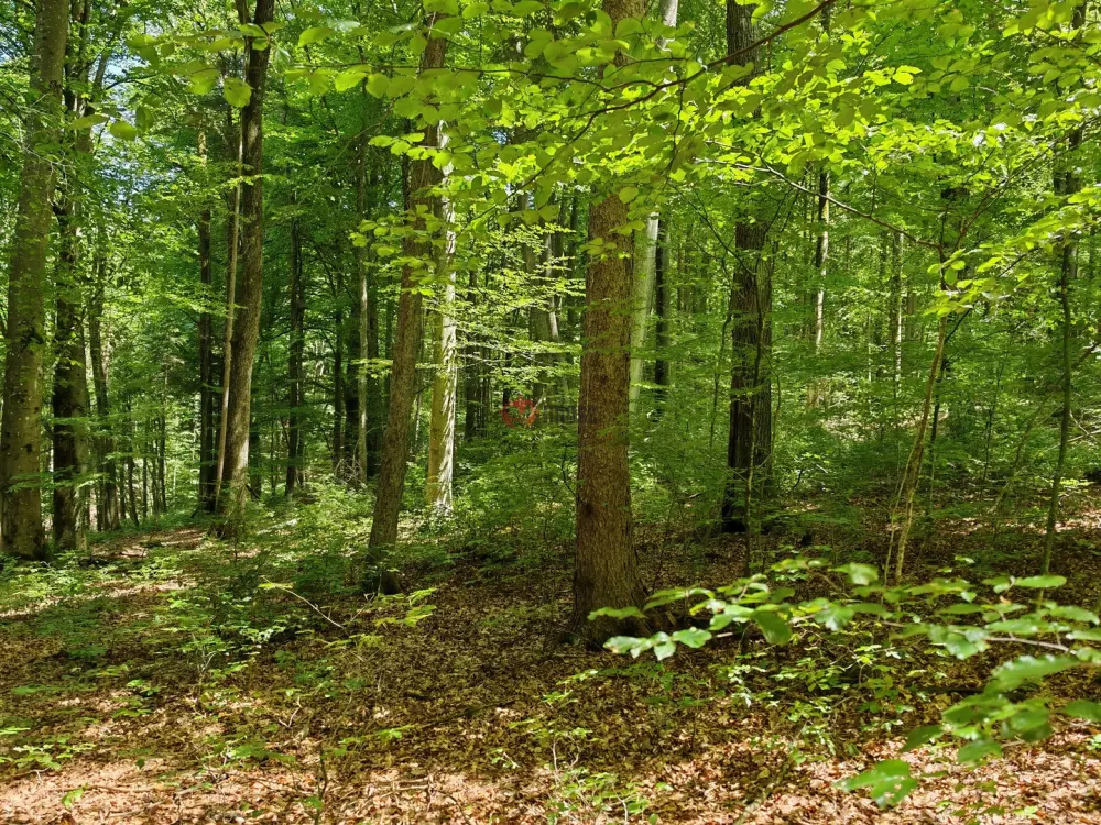 Vas megye - Felsőszölnök