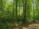 Vas megye - Felsőszölnök