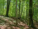 Vas megye - Felsőszölnök