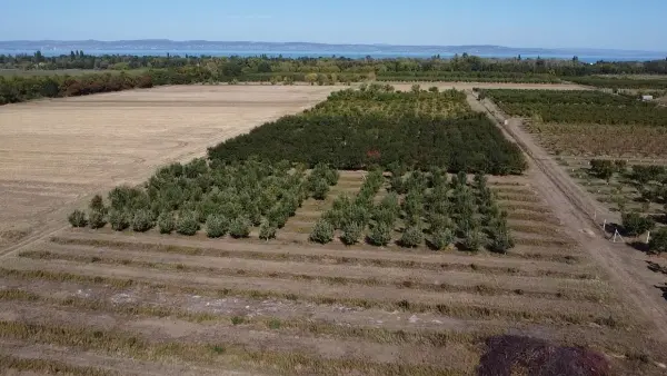 Eladó Gyümölcsös, Siófok 6000 m² 8.9 M Ft