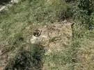 Pest megye - Vác