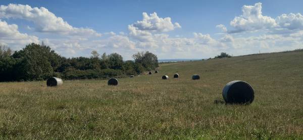 eladó  Legelő, Lovas