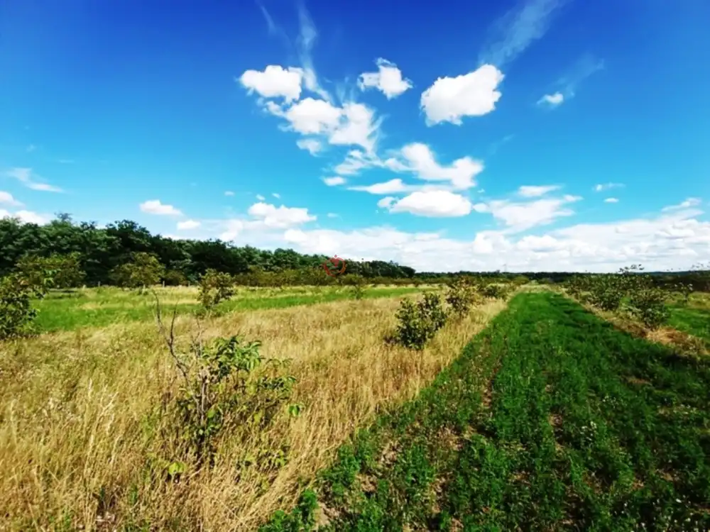 Pest megye - Sződ