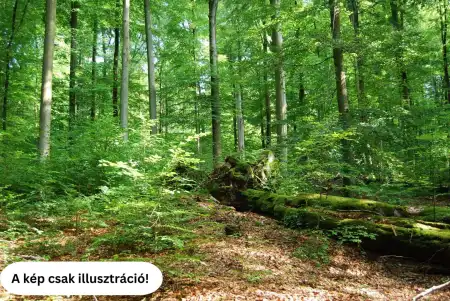 eladó mezőgazdasági ingatlan, Délegyháza