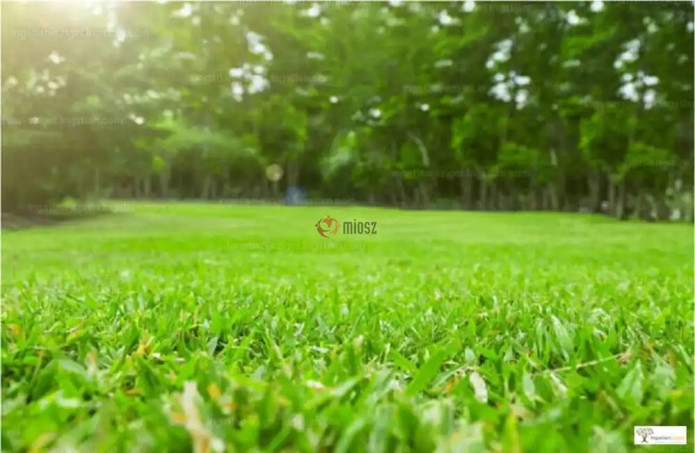 Pest megye - Ráckeve