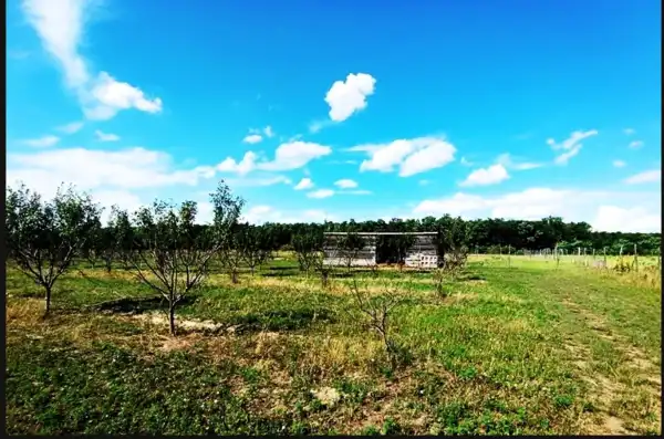 Eladó Szántó, Sződ 150000 m² 250 M Ft