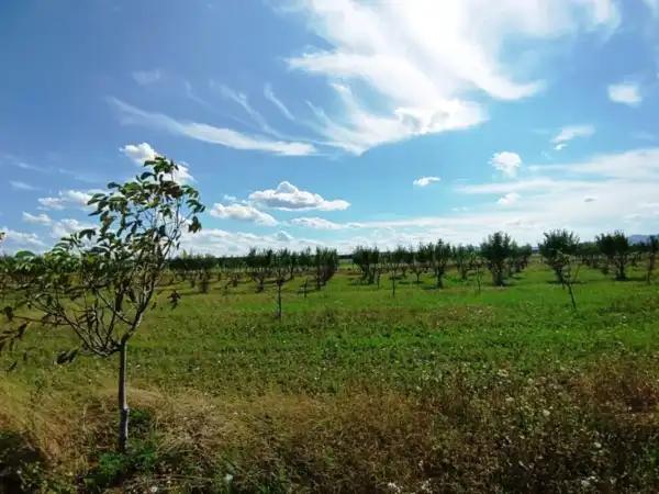 Eladó Szántó, Sződ 82000 m² 89 M Ft + Áfa