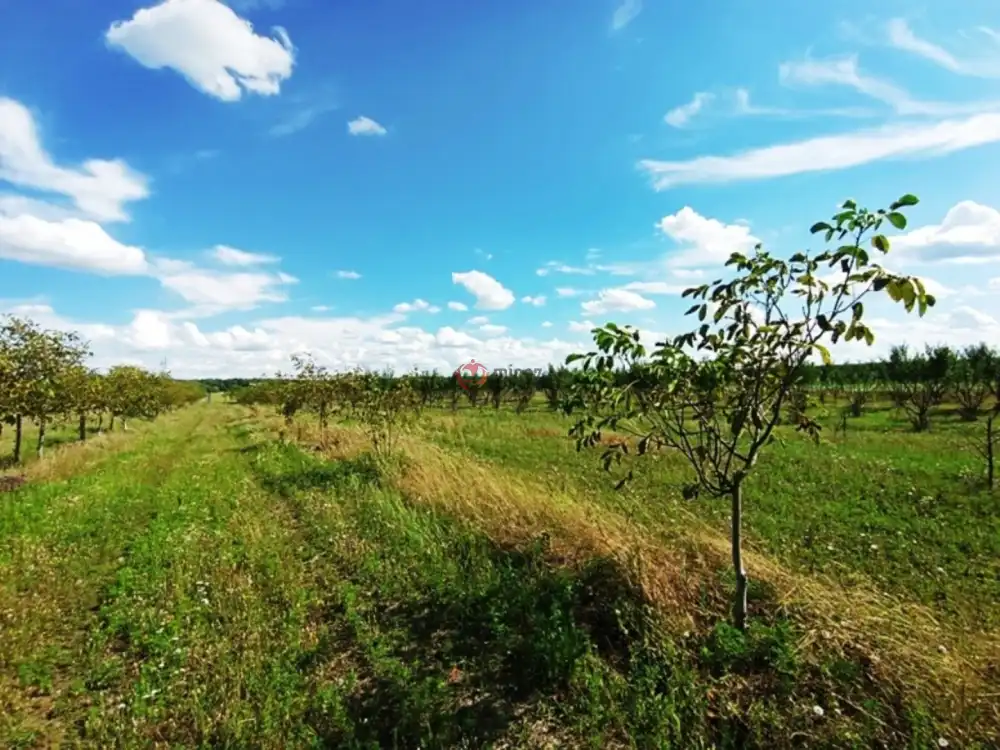 Pest megye - Sződ