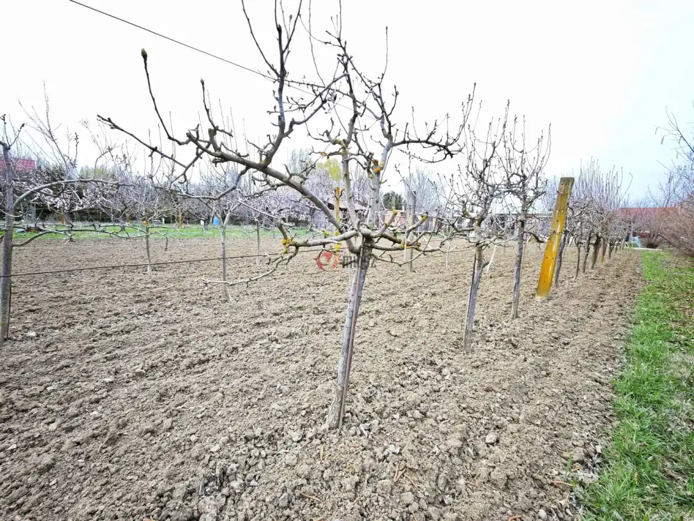 Csongrád megye - Szeged