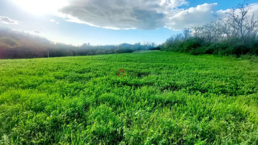 eladó  Szőlős, Balatonendréd