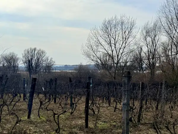 Eladó Szőlős, Oroszlány 1500 m² 9.2 M Ft