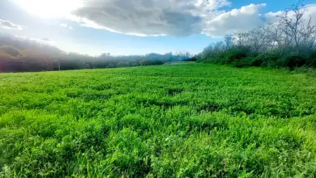 Eladó telek, Balatonendréd 3704 m² 8.5 M Ft