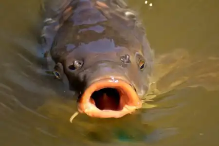 Eladó telek, Békés 254 m² 5 M Ft