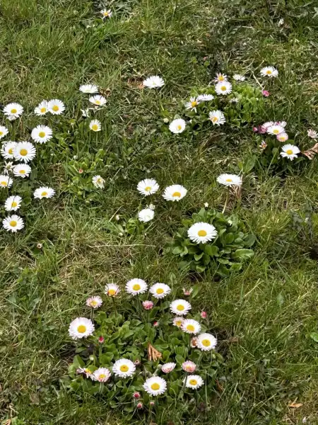 eladó telek, Dömsöd
