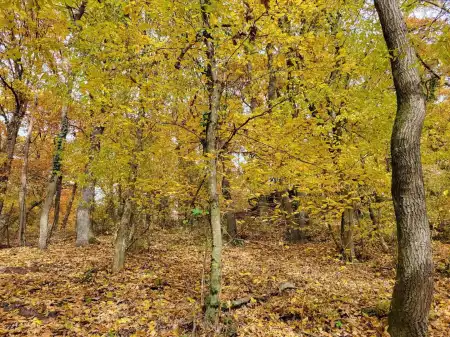 eladó telek, Kismaros