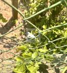Pest megye - Budaörs